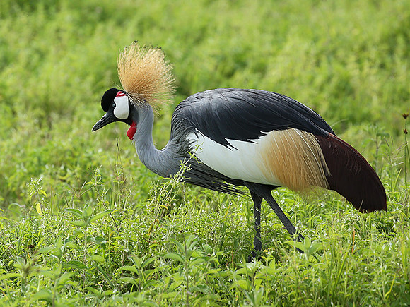 Crater of Ngorongoro : grey-crowned crane (grue royale)