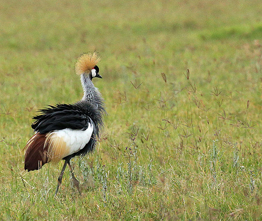 Crater of Ngorongoro : grey-crowned crane (grue royale)