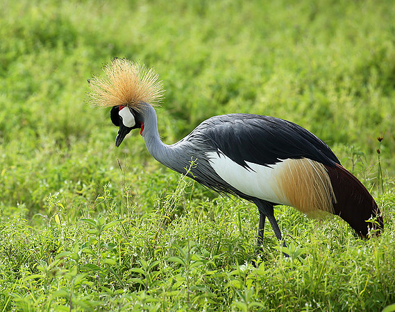 Crater of Ngorongoro : grey-crowned crane (grue royale)