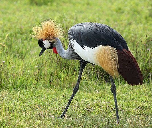 Crater of Ngorongoro : grey-crowned crane (grue royale)