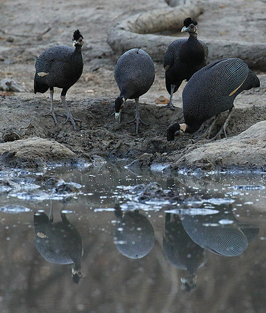 Crested guineafowls - Mana Pools NP