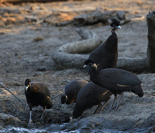 Crested guineafowls - Mana Pools NP