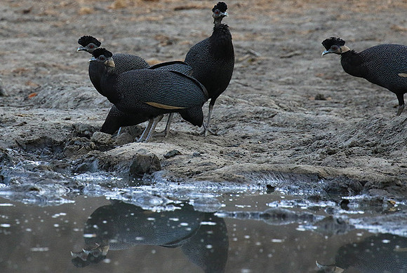 Crested guineafowls - Mana Pools NP