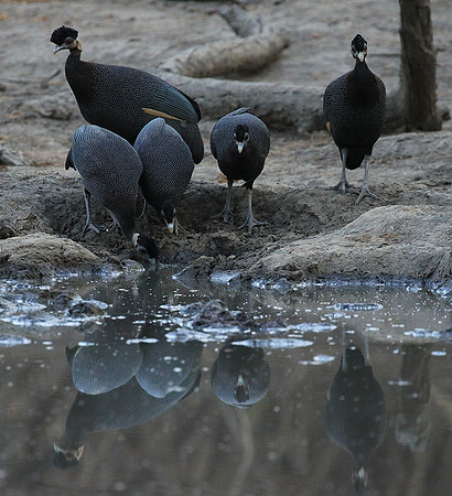 Crested guineafowls - Mana Pools NP