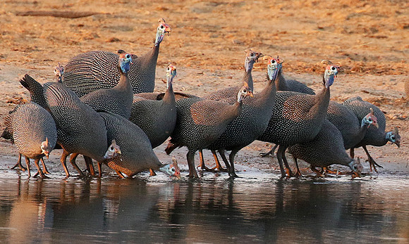 Helmeted guineafowls - Hwange NP