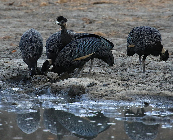 Crested guineafowls - Mana Pools NP