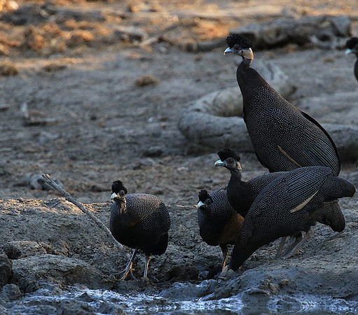 Crested guineafowls - Mana Pools NP