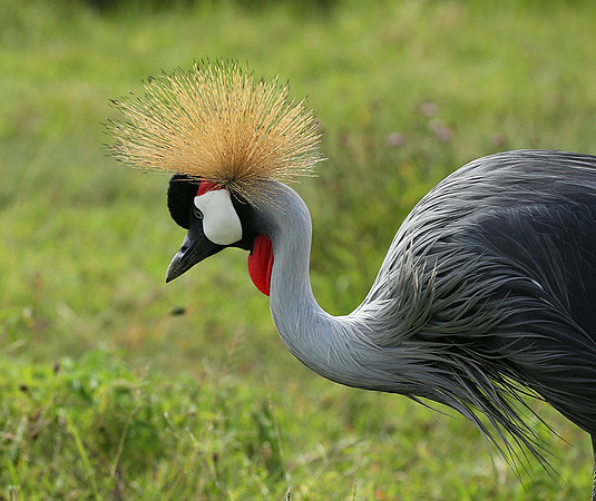 Crater of Ngorongoro : grey-crowned crane (grue royale)
