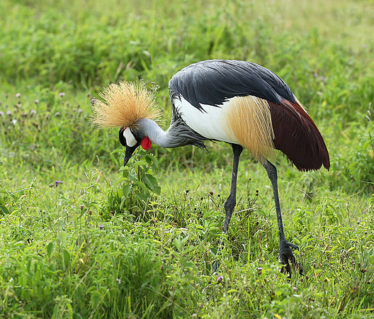 Crater of Ngorongoro : grey-crowned crane (grue royale)