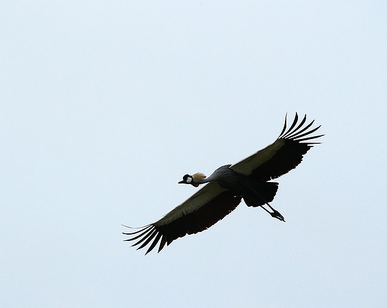 Crater of Ngorongoro : grey-crowned crane (grue royale)