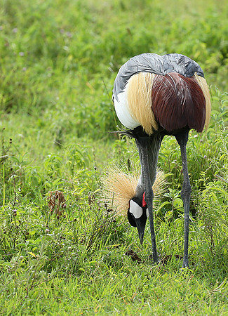 Crater of Ngorongoro : grey-crowned crane (grue royale)