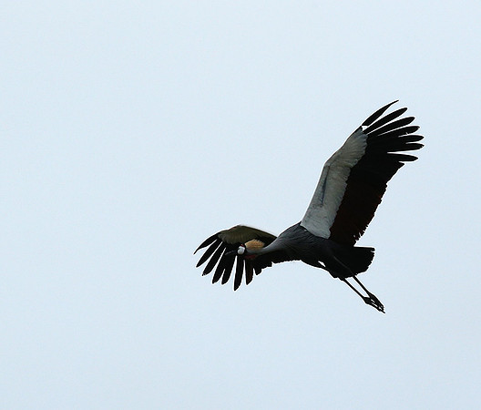 Crater of Ngorongoro : grey-crowned crane (grue royale)
