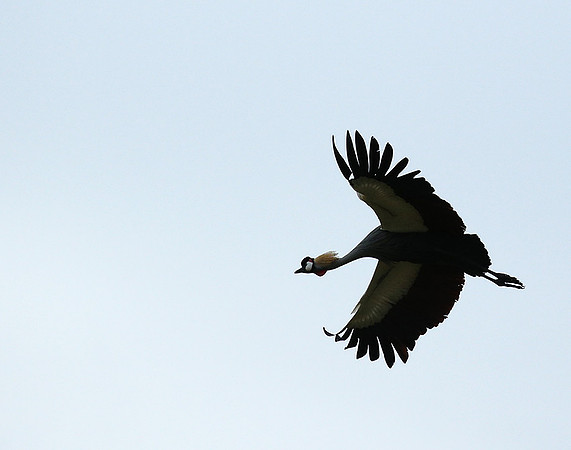 Crater of Ngorongoro : grey-crowned crane (grue royale)