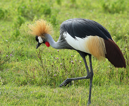 Crater of Ngorongoro : grey-crowned crane (grue royale)
