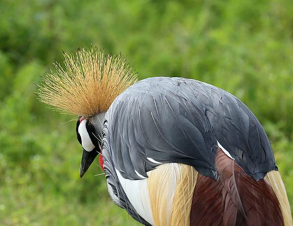 Crater of Ngorongoro : grey-crowned crane (grue royale)