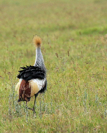 Crater of Ngorongoro : grey-crowned crane (grue royale)
