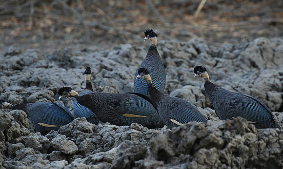Crested guineafowls - Mana Pools NP