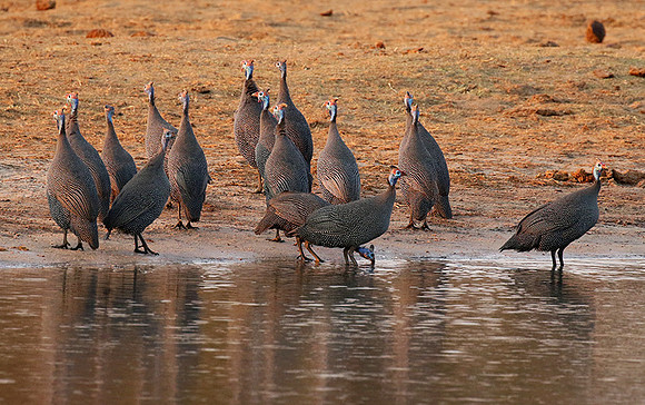 Helmeted guineafowls - Hwange NP