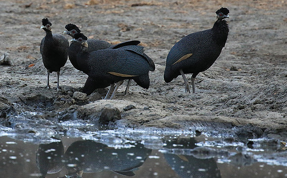 Crested guineafowls - Mana Pools NP