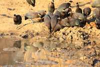 Crested guineafowls - Mana Pools NP