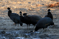 Crested guineafowls - Mana Pools NP