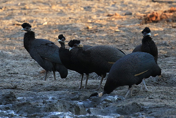 Crested guineafowls - Mana Pools NP