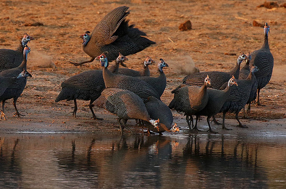 Helmeted guineafowls - Hwange NP