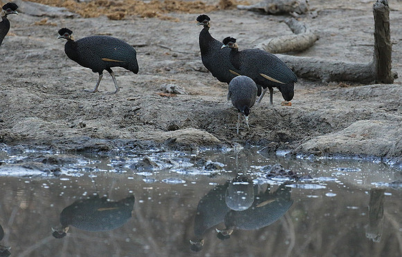 Crested guineafowls - Mana Pools NP