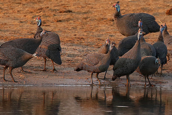 Helmeted guineafowls - Hwange NP