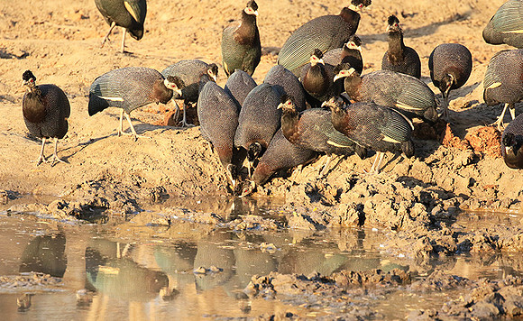 Crested guineafowls - Mana Pools NP