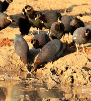 Crested guineafowls - Mana Pools NP
