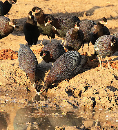 Crested guineafowls - Mana Pools NP