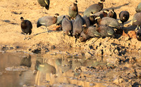 Crested guineafowls - Mana Pools NP