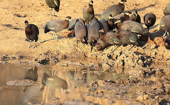 Crested guineafowls - Mana Pools NP