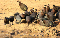 Crested guineafowls - Mana Pools NP