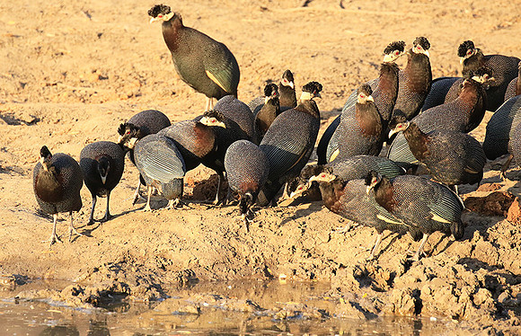 Crested guineafowls - Mana Pools NP
