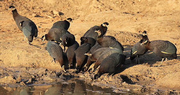 Crested guineafowls - Mana Pools NP