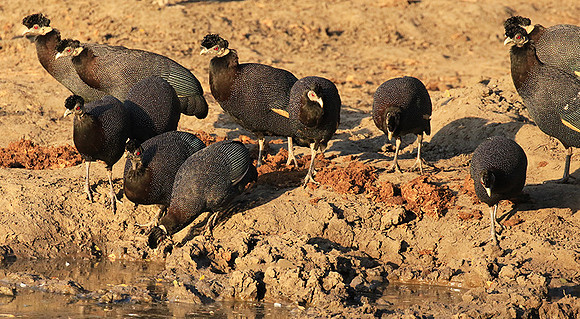 Crested guineafowls - Mana Pools NP