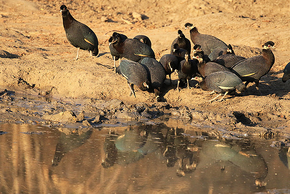 Crested guineafowls - Mana Pools NP