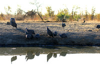 Helmeted guinea fowls - Malilangwe