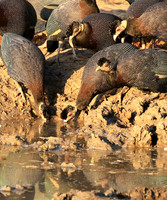 Crested guineafowls - Mana Pools NP