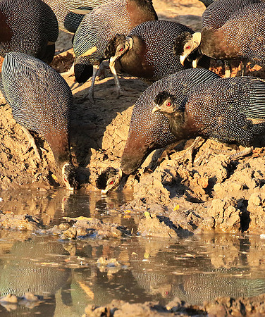 Crested guineafowls - Mana Pools NP