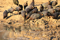 Crested guineafowls - Mana Pools NP