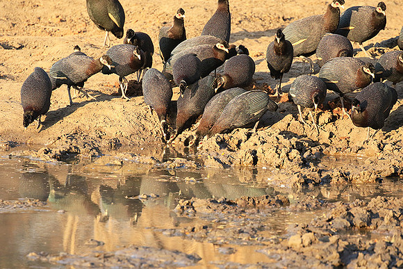 Crested guineafowls - Mana Pools NP