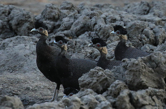 Crested guineafowls - Mana Pools NP