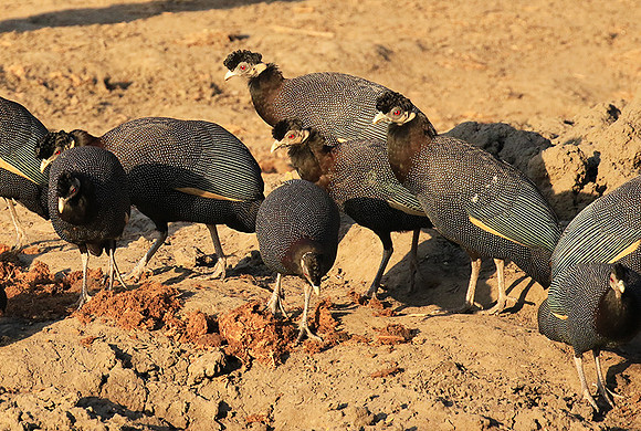 Crested guineafowls - Mana Pools NP