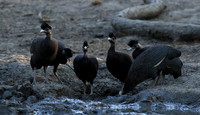 Crested guineafowls - Mana Pools NP