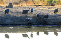 Helmeted guinea fowls - Malilangwe