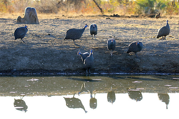 Helmeted guinea fowls - Malilangwe