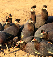 Crested guineafowls - Mana Pools NP